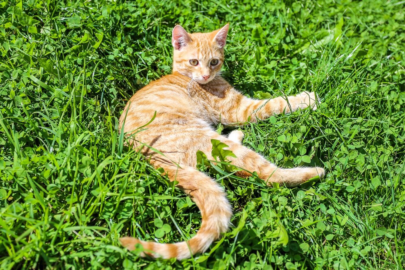 1D8cd36cca35c335f0802282a87a26fe